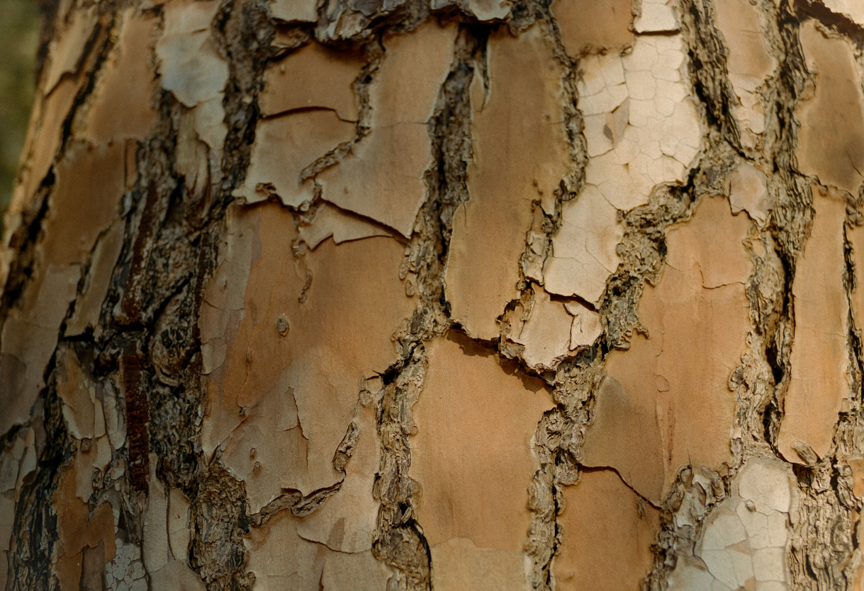WSI launches second Innovate Reconciliation Action Plan